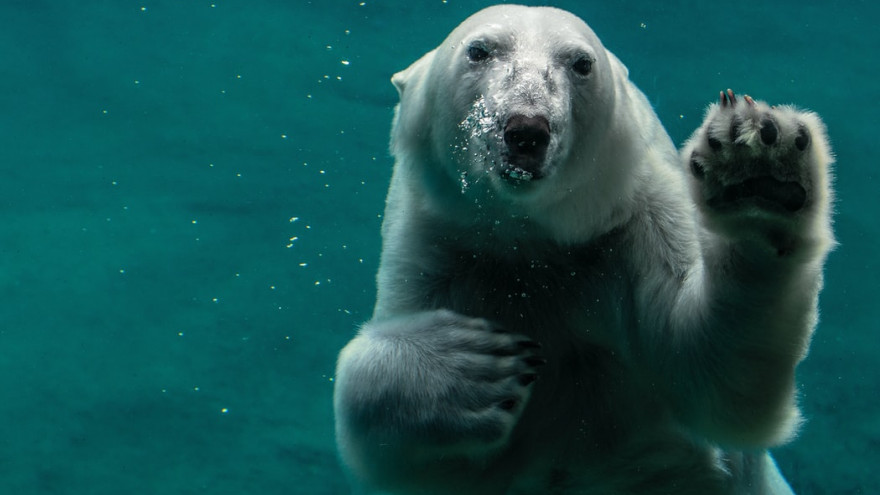 На Чукотке белых медведей 28 апреля