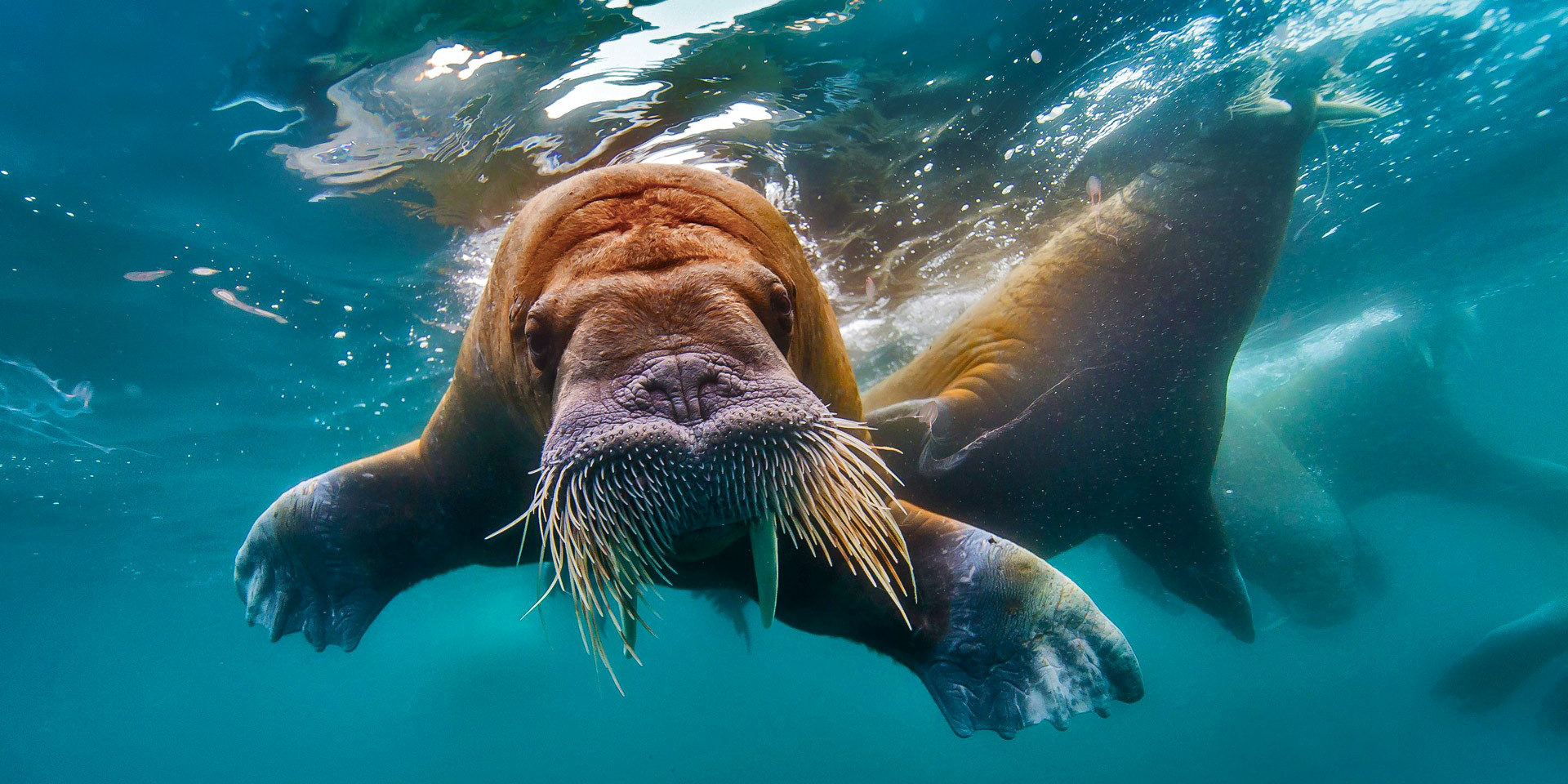 морж-океаны