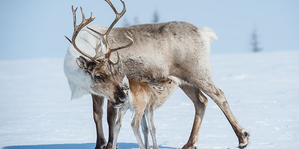 северныйолень-фото