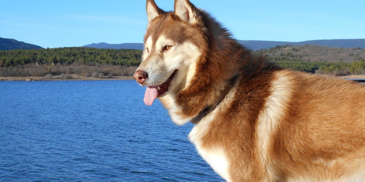 сибирские-собаки