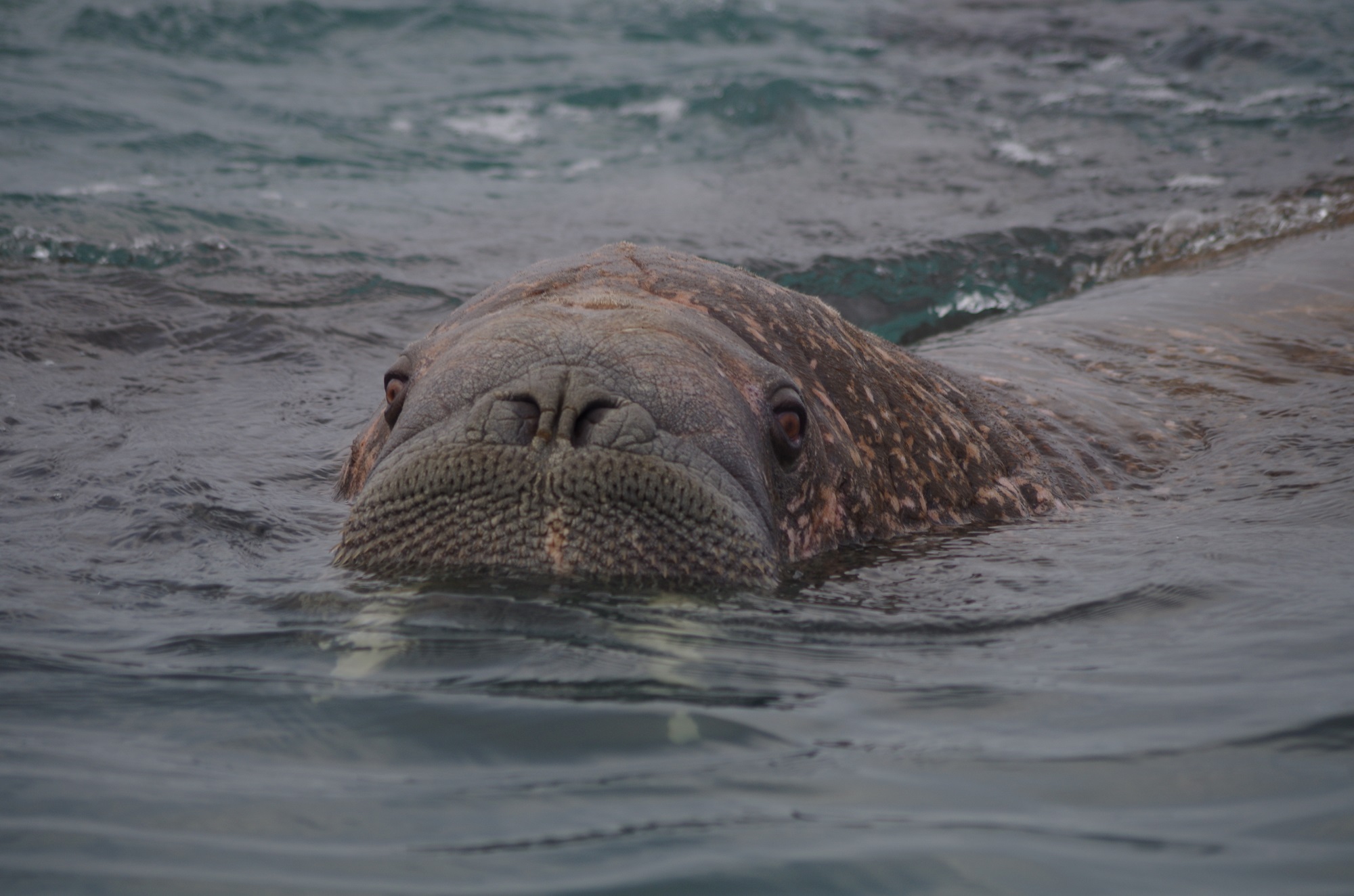 морж-роснефть